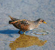 Spotted Crake (Immature winter)