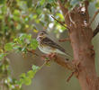 Tree Pipit (Non-breeding)