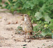 Water Pipit 