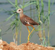 White-tailed Lapwing