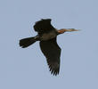 African Darter