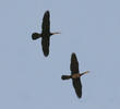 African Darters