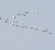 African Sacred Ibis