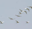 African Sacred Ibis