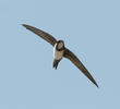 Alpine Swift