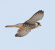 Amur Falcon (Female)