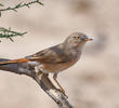 Asian Desert Warbler