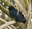 Asian Koel