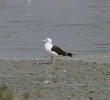 Baltic Gull 