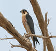 Barbary Falcon