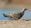 Black-bellied Sandgrouse (Immature or female)