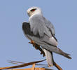 Black-winged Kite