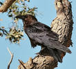 Brown-necked Raven