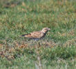 Calandra Lark