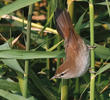 Cetti’s Warbler