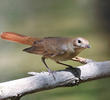 Common Nightingale