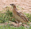 Common Quail - Female