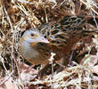 Corncrake