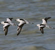 Crab-plovers