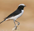 Eastern Mourning Wheatear (Male)