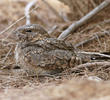 Egyptian Nightjar