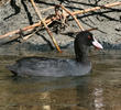 Eurasian Coot 