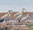 Eurasian Spoonbill (Colony on Bubiyan)