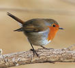 European Robin