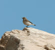 Finsch’s Wheatear (Female)