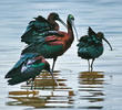 Glossy Ibis