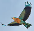 Indian Roller