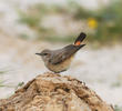 Kurdistan Wheatear (Female)