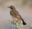 Kurdistan Wheatear (Female)