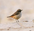 Kurdistan Wheatear (Male)