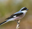 Lesser Grey Shrike