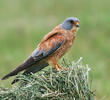 Lesser Kestrel (Male)