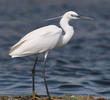 Little Egret