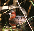 Little Grebe (Summer)