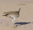 Macqueen’s Bustard