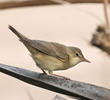 Marsh Warbler