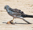 Montagu’s Harrier (Male)