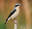 Northern Wheatear (Male)