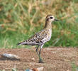 Pacific Golden Plover (Non - breeding autumn)