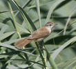 Paddyfield Warbler