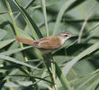 Paddyfield Warbler