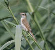 Paddyfield Warbler