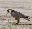 Peregrine Falcon (Immature)