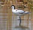 Pied Avocet (Female)