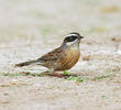 Radde’s Accentor 