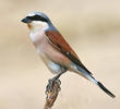 Red-backed Shrike (Male)